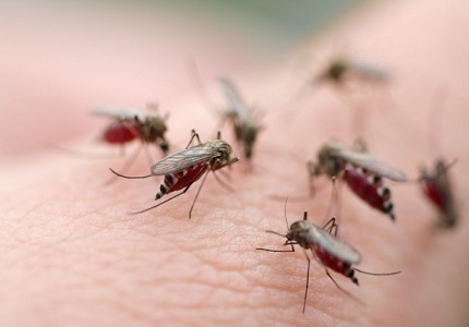 Tìm hiểu nguyên nhân khiến muỗi 'thích' cắn bạn nhiều hơn