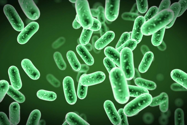 Vi khuẩn có ích ngăn chặn bệnh hen suyễn rất hiệu quả