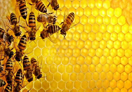 Mật ong nguyên chất và công dụng với sức khỏe ít ai biết đến