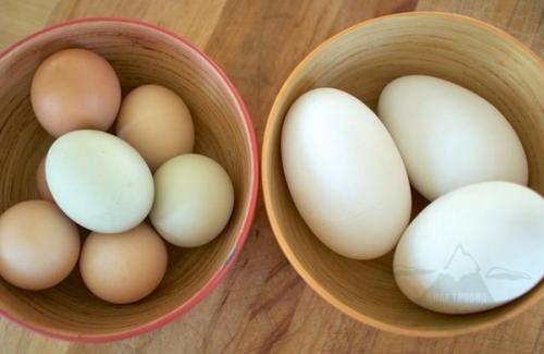 Bài thuốc quý từ trứng gà, trứng vịt giúp tăng thể lực, tươi tốt dung nhan
