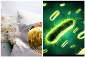 Ruột gối - Ổ vi khuẩn khủng khiếp đe dọa sức khỏe của cả gia đình bạn