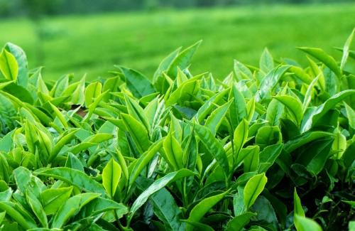 Bảy tác dụng tuyệt vời của trà xanh với sức khỏe chúng ta