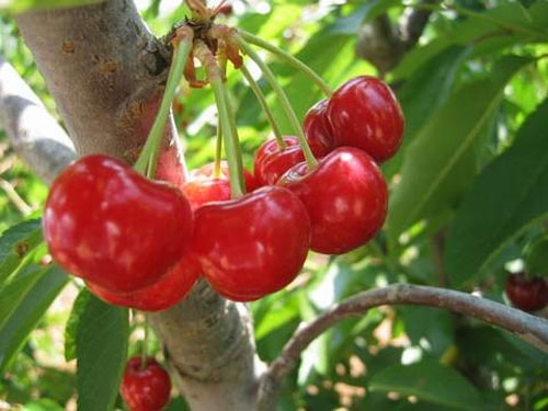 Điểm mặt 5 loại quả mùa hè giúp thải độc và giảm cân tốt nhất