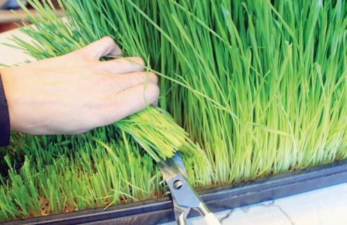 Thực hư cỏ lúa mì, gạo lứt diệt tế bào ung thư ít người biết đến