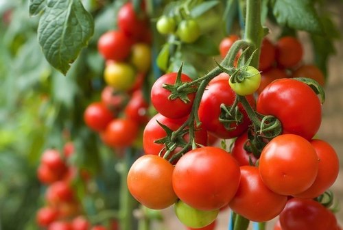 Điểm danh 9 công dụng tuyệt vời của cà chua với sức khỏe
