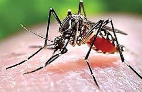 Loài muỗi sẽ không thể gây bệnh sốt rét trong tương lai?