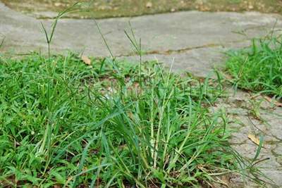 Cỏ mần trầu - những điều cần biết về cây cỏ này với sức khỏe