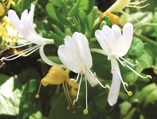 Kim ngân - loài hoa đẹp giúp giải nhiệt có thể bạn chưa biết