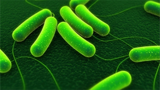 Vi khuẩn gây loét dạ dày có thể ngăn bệnh tiêu chảy, bạn biết đã biết những loại nào rồi?