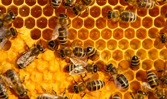 Mật ong vừa là thuốc vừa là thực phẩm giúp tăng cường sức khỏe