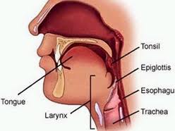 Biểu hiện viêm họng cấp ai cũng phải biết để có hướng xử lý kịp thời