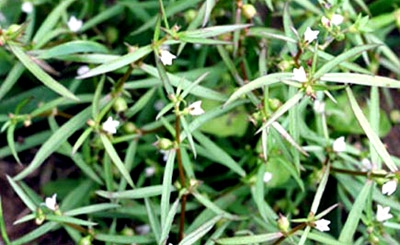 Khám phá tác dụng của cỏ lưỡi rắn hoa trắng trong thanh nhiệt, chống u