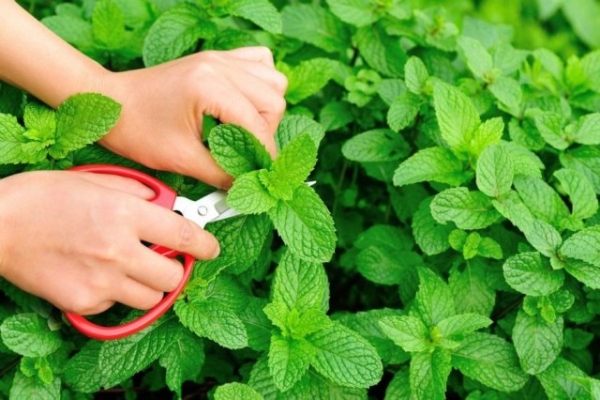 Những loại rau thơm vườn nhà giúp trị bệnh hiệu quả mà ít người biết