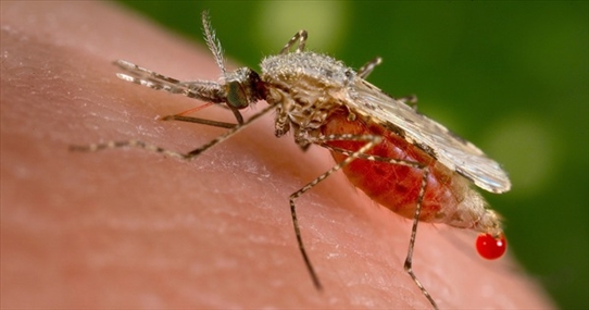 Chỉ là muỗi đốt thôi nhưng có thể gây ra tới 5 căn bệnh nguy hiểm này