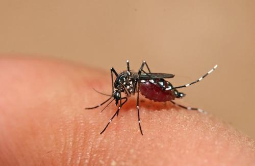 Để không mắc sốt xuất huyết Dengue cần phải chú ý những gì?