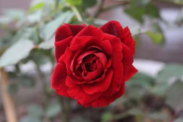 Hoa hồng - Vị thuốc hoạt huyết, chống viêm vô cùng hữu hiệu