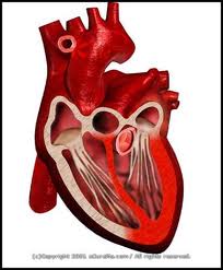 Mách bạn những dấu hiệu viêm cơ tim, bạn chớ nên bỏ qua