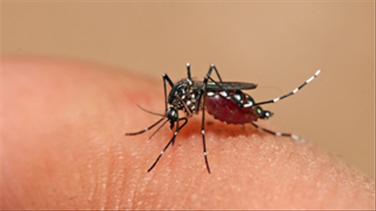 Bạn có biết vì sao trong 2 ngày đầu khó nhận biết bệnh sốt xuất huyết?