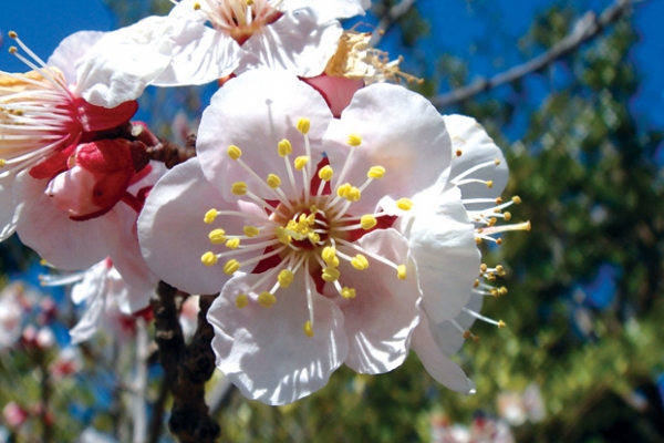 Hoa đào, hoa mai - Vị thuốc của mùa xuân, các bạn tham khảo thêm vị thuốc này nhé!