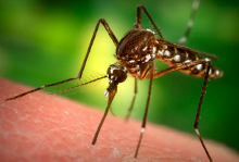 Mách bạn một số bí quyết trị vết muỗi đốt siêu hiệu quả