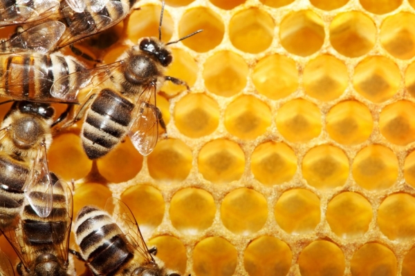 Những vị thuốc từ ong mật, các bạn đã biết công dụng của nó chưa?