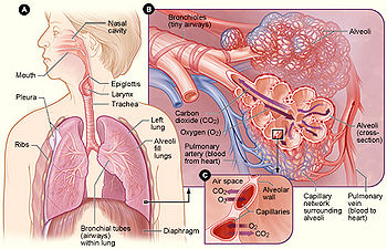 Tắc động mạch phổi cấp - Bệnh lý nguy hiểm không nên chủ quan