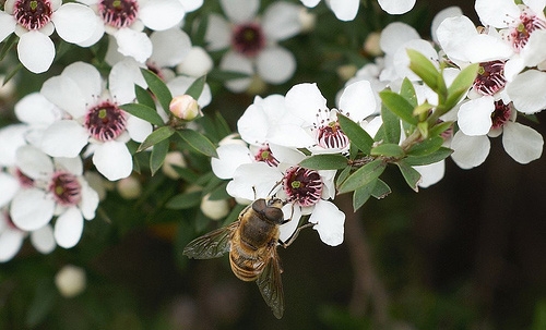 Vị thế mới của mật ong trong trị thương an toàn và hiệu nghiệm
