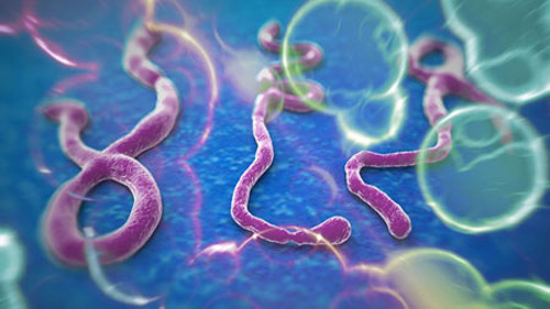 Sự nguy hiểm của virut Ebola, có thể bạn không ngờ tới