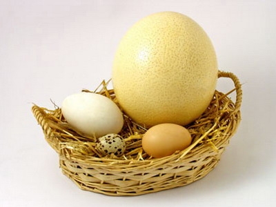 Quan niệm sai lầm về ăn trứng ngỗng sinh được con theo ý muốn