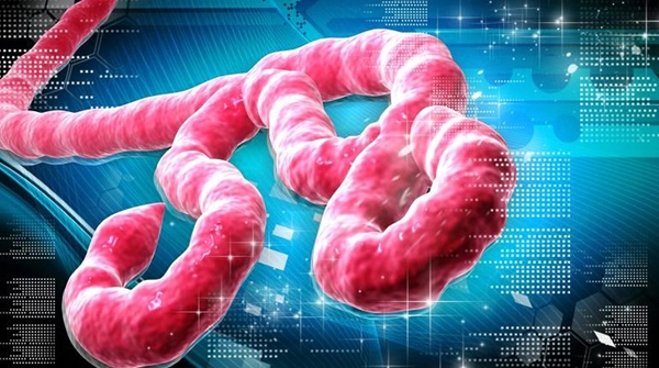 Bệnh Ebola lây truyền như thế nào? Cách phòng bệnh?