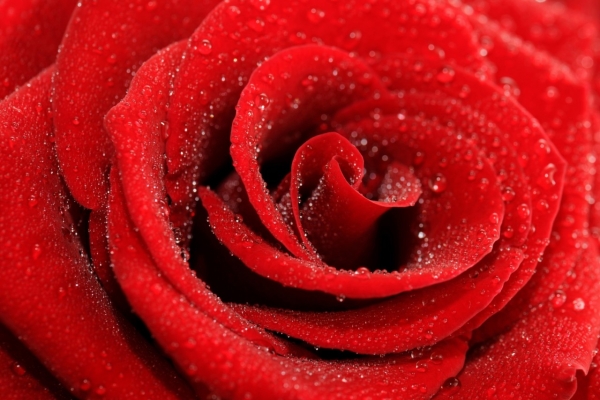 7 lợi ích sức khỏe và sắc đẹp từ hoa hồng ít người biết