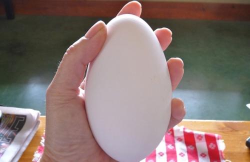 Phát hiện sự thật ăn trứng ngỗng sẽ giúp con thông minh hơn