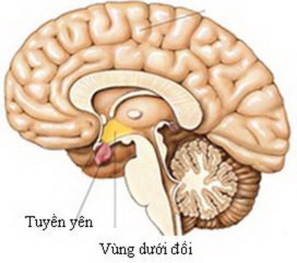 Các rối loạn nội tiết sau tổn thương não, có thể bạn chưa biết