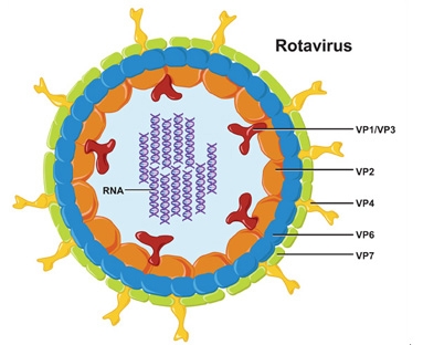 Dùng thuốc cầm tiêu chảy do Rotavirus cho trẻ - Nguy hiểm! Các mẹ nên cẩn trọng cho con nhé!