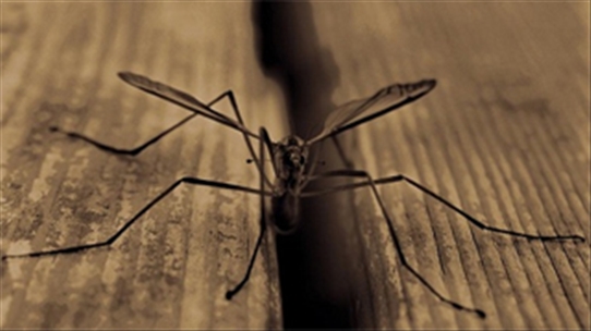 6 căn bệnh nguy hiểm do muỗi gây ra bạn cần thận trọng