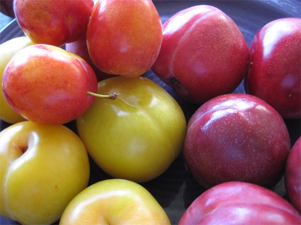 Mách nhỏ nững mối nguy hại bạn cần phải biết khi ăn một số loại trái cây mùa hè