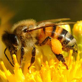 Phấn ong tốt cho người liệt dương vô cùng hiệu quả