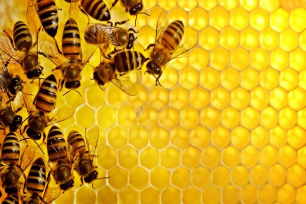 Mật ong: 'Thuốc tiên' từ thiên nhiên bạn chớ nên bỏ qua