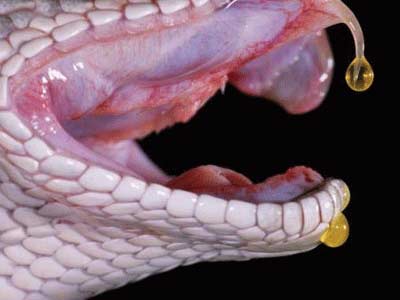 Cách xử lý khi bị rắn độc cắn nhất định phải biết tránh nguy hiểm tính mạng