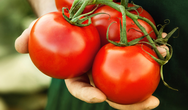 7 lưu ý cần ghi nhớ khi ăn cà chua bạn chớ nên bỏ qua