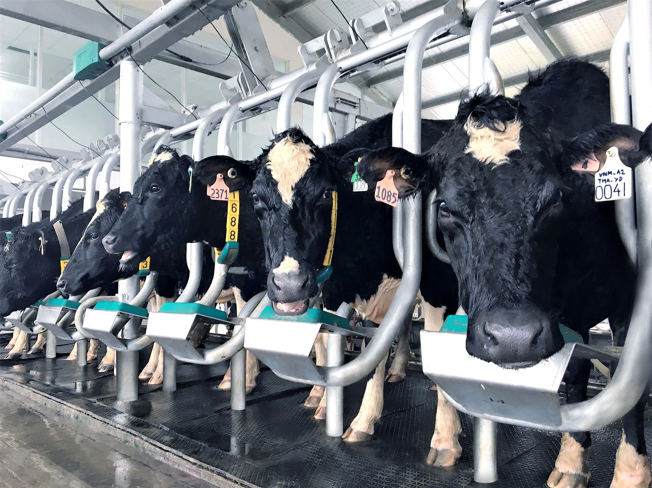 Vinamilk sản xuất sữa A2 đầu tiên tại Việt Nam - sự vươt trội về chất lượng