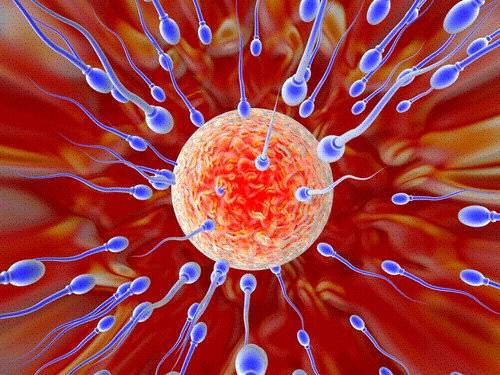 Bạn biết gì về tinh trùng và khả năng sinh sản ở nam giới?