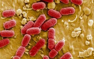 Hết sức cảnh giác đối mặt với vi khuẩn E.Coli biến chủng