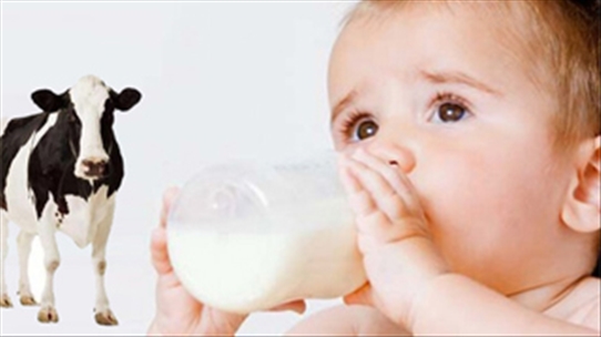Sữa bò tươi chỉ dành cho bê, không hợp với trẻ sơ sinh!