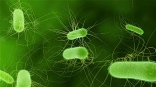 4 điều mà bạn không được bỏ qua về vi khuẩn E.coli