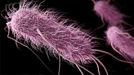Một số siêu vi khuẩn kháng kháng sinh đáng lo ngại nhất hiện nay