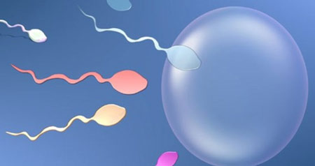 12 điều chưa biết về tinh trùng đối với sức khỏe sinh sản