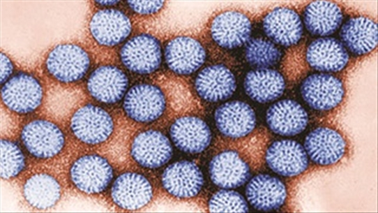 Virus HPV: Loại virus dễ dàng lây nhiễm cực nguy hiểm cho con người