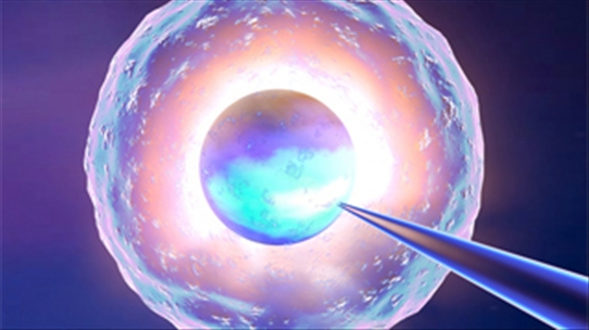 Tế bào mỡ giúp con người hồi phục cơ thể như... kỳ nhông - Bạn đã biết?