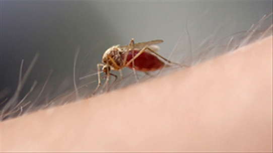 Cách đơn giản khiến muỗi 'sợ-không-dám-đốt'  -  Không phải ai cũng biết